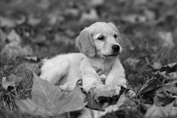 How is urbanization influencing UK bird populations?