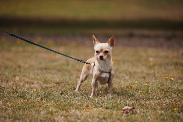 What are the recent findings on UK animal population dynamics?