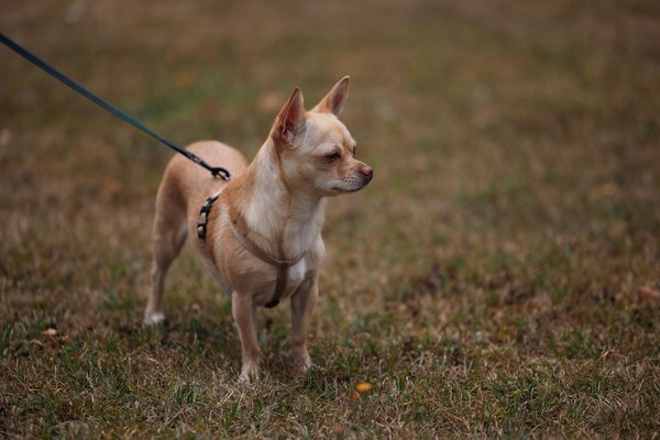 What Makes Dogs Such Remarkable Companions in Your Life?