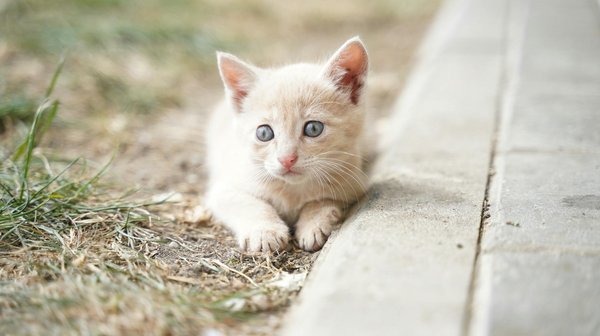 How Can Cats Play a Key Role in the Ecosystem?