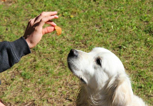 How Can Training Essential Skills Improve Your Dog's Behavior?